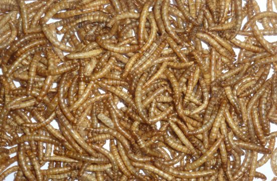 Supply Microwave Dried Mealworms for sale in UK